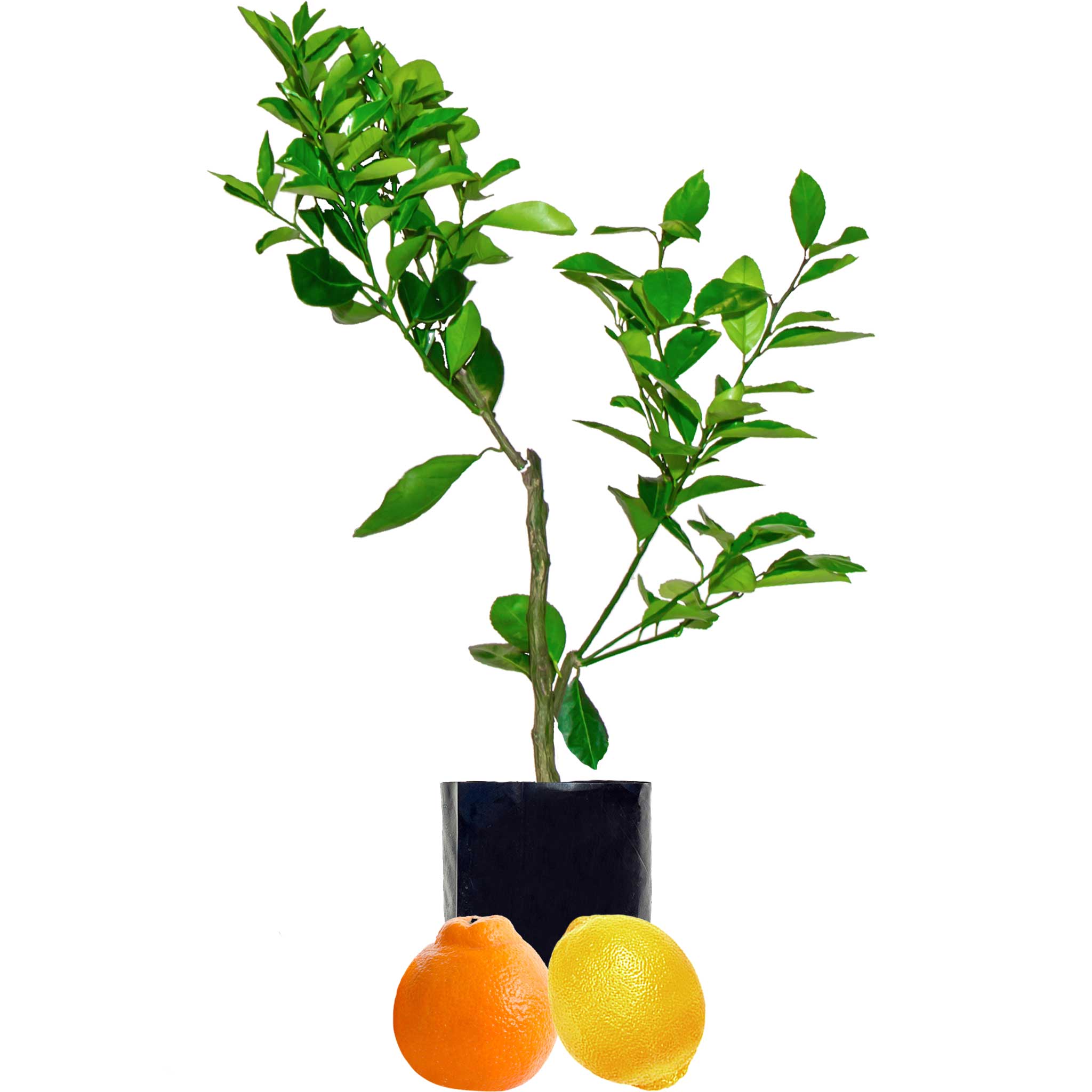 Tangelo + Lemon